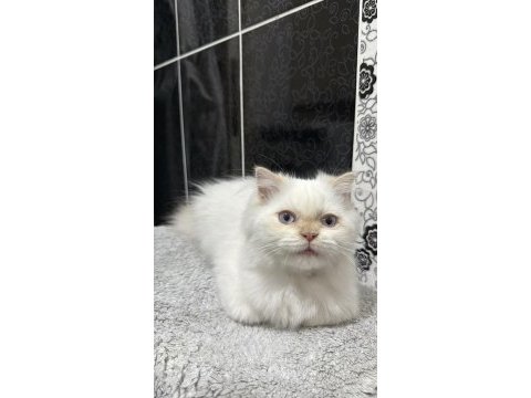 Uysal 5 aylık yavru erkek