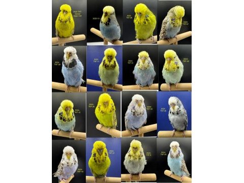 30 adet orta-üst vasıf show muhabbet kuşlar