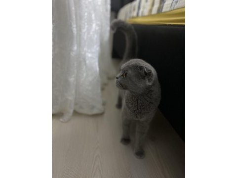 Scottish fold kızımıza yuva arıyoruz