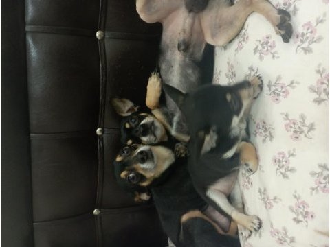 Minyatür pinscher