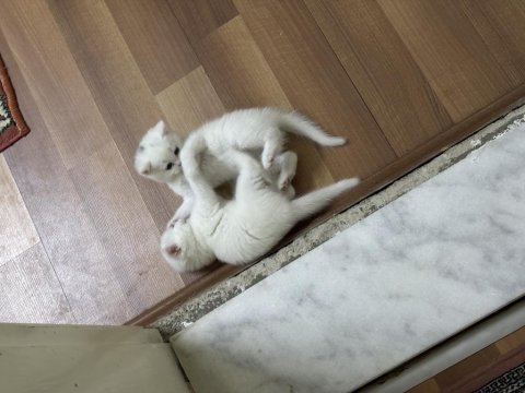 Toplam 3 adet kedimize yuva arıyoruz
