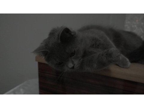 British shorthair 1 yaşında