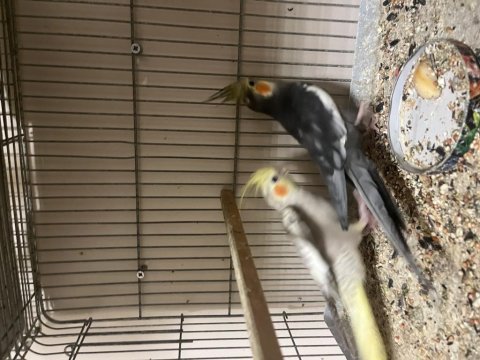 Lutino takım grey yavru konuşan erkek sultan papağanı