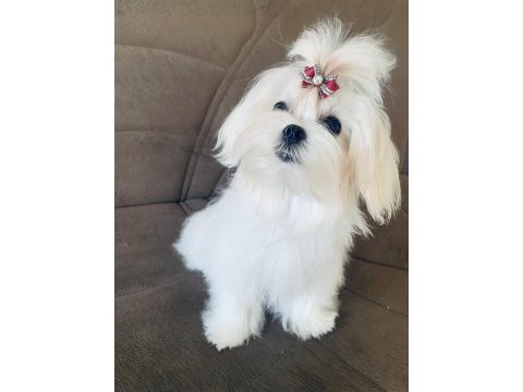 Safkan kore dişi teacup maltese 1.650 kg