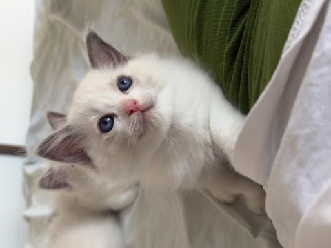 Ragdoll yavru kediler