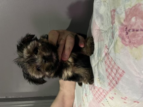 Orjinal yorkshire terrier bebekler