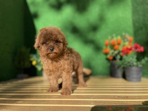 Poodle referans yavrumuz