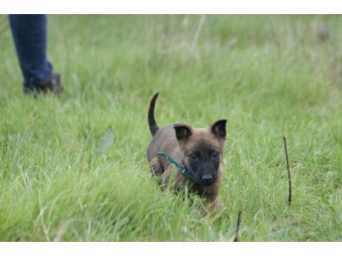 Mükemmel kan hattı ırk garantili şecereli malinois yavrular