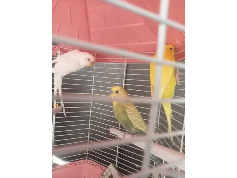 Muhabbet kuşu lutino albino bunlar takım diğeri erkek