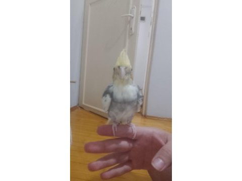 Evcil 1,5 yaşında sultan papağanı