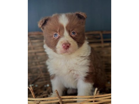 Border collie yavrular