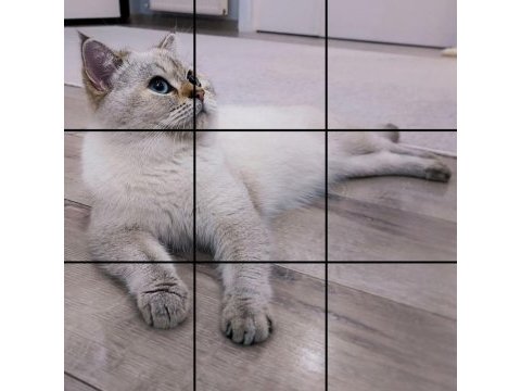 Full secere şampiyon atalar british shorthair