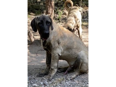 Köpeğimizi sahiplendiriyoruz