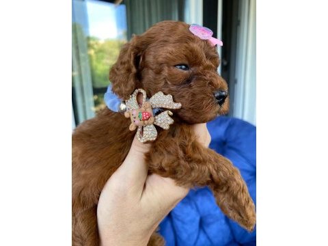 Sağlık ve ırk garantili toy poodle