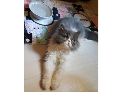 İran persian