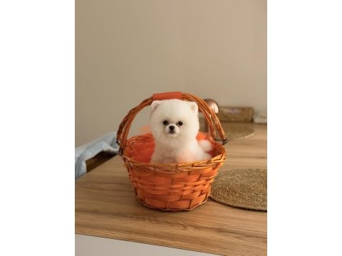Teddy bear pomeranian yavrularımız