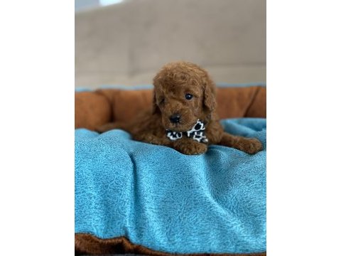 Anne altından tuvalet terbiyeli en mini boy poodle bebekler