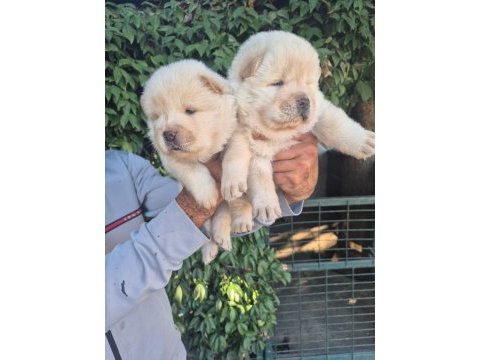 Chow chow bebeklerimiz