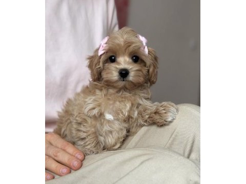 Güzeller güzeli maltipoo yavrularımız