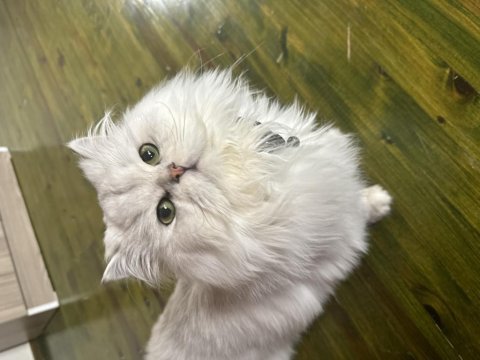 Tam bi prens british longhair