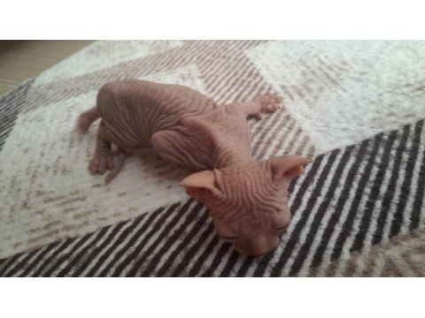 Erkek sfenks bebek