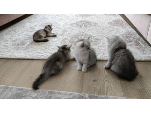British longhair silver renk