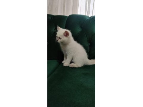 Sahibinden 55 günlük british shorthair
