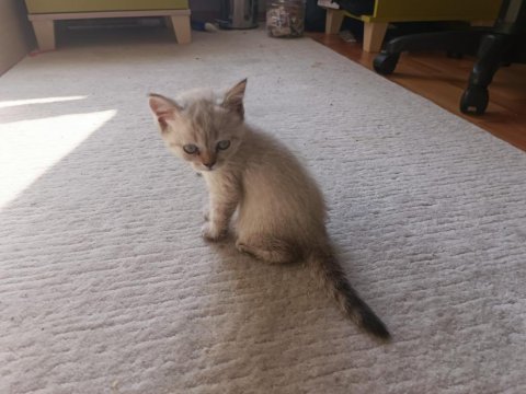 British shorthair yavru 1 mayıs doğumlu