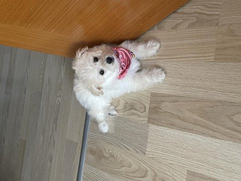 3 aylık köpeğimiz