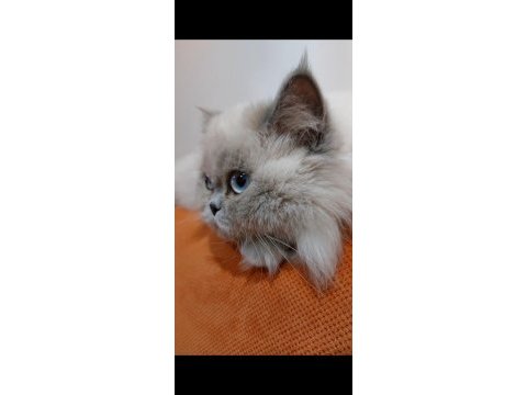 10 aylık dişi british longhair