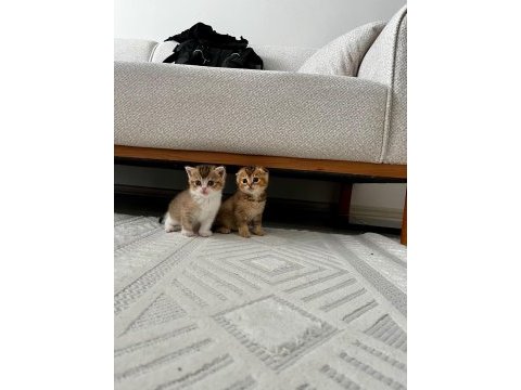 4 tane yavru british shorthair 2 silver 2 golden