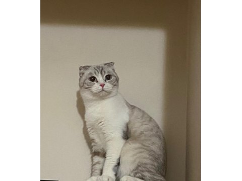Mama karşılığı british shorthair