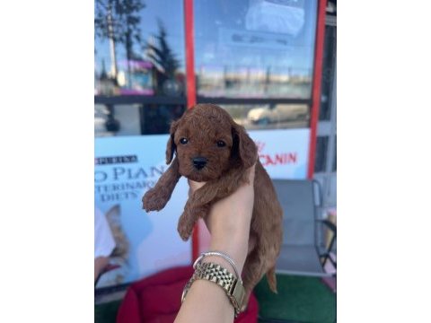 Anne toy poodle baba kore poodle yavrular