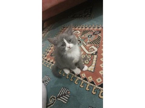 Kaliteli british shorthair sağlıklı yavrular
