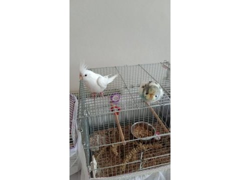 Full evcil muhabbet kuşu ve sultan papağanı