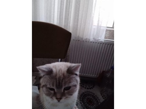 Kedimiz limon yeni yuvasını arıyor