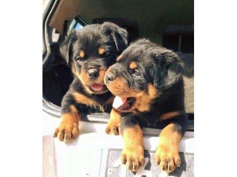 Rottweiler yavru köpeklerimiz