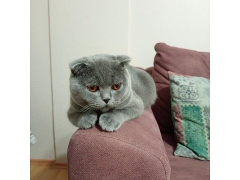 10 aylık erkek scottish fold