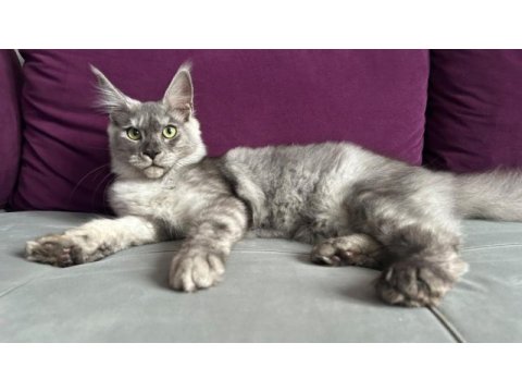 Black silver güzeli ıce maine coon