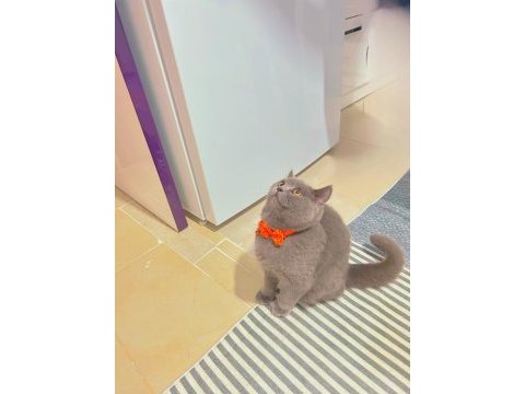 1 yaşında british shorthair