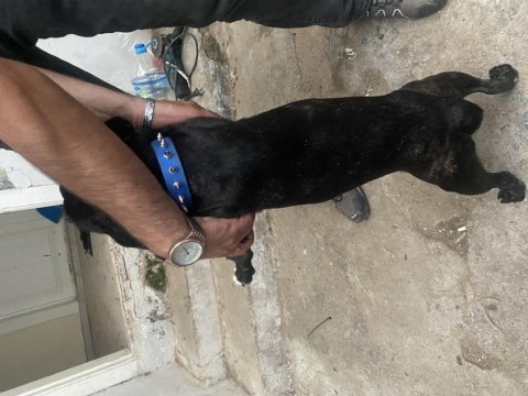 1 yaşında erkek french bulldog