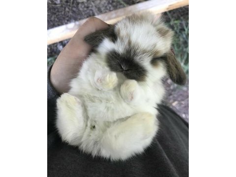 Lop tavşanlarımız gün içi gönderim mevcuttur