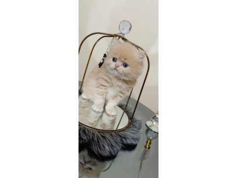 British longhair yavru