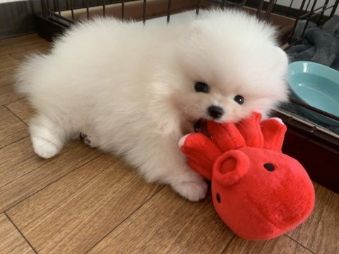 Pomeranian kar beyaz yavrularımız