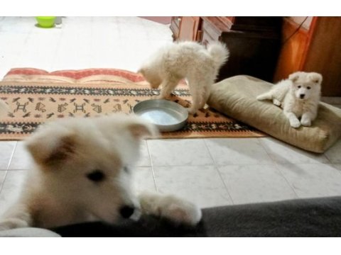 Şu çılgın samoyed yavrularımız