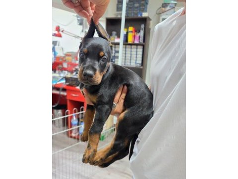 Doberman şecereli