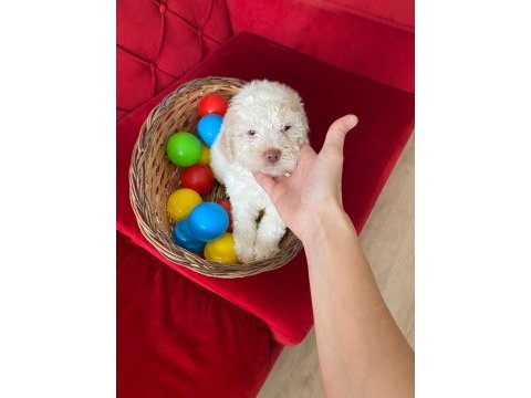 Maltipoo 2.5 aylık yavru