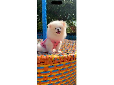 Pomeranian gülen surat
