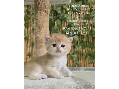 Üst kalite erkek british shorthair yavru