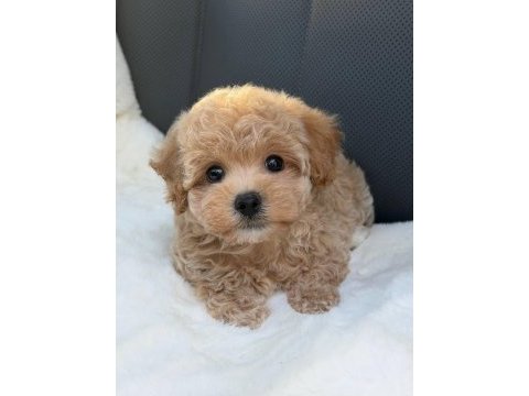 Kore maltipoo yavrular